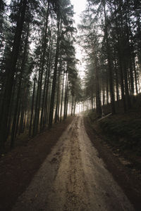 Road amidst trees in forest