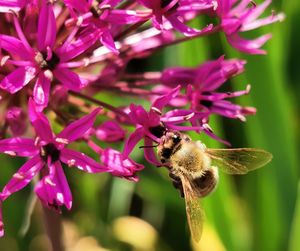 Close-up of bee pollinating on pink flower