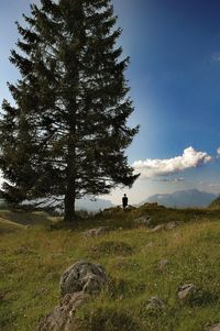 Scenic view of grassy field against sky