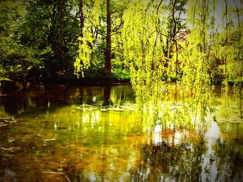 Reflection of trees in lake