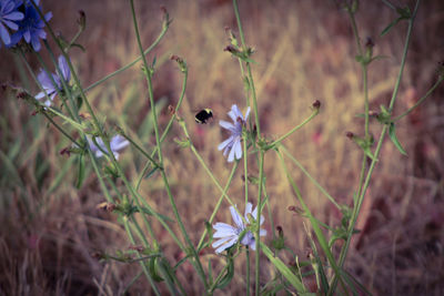 Close-up of insect on plants in field