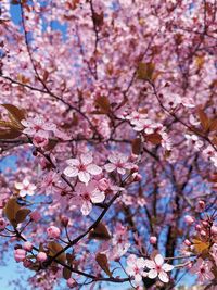 Low angle view of cherry blossoms in spring