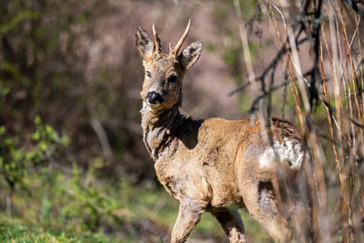 Portrait of deer