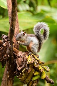 Close-up of squirrel eating nut