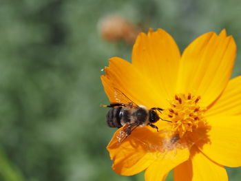 Close-up of bee pollinating on yellow flower