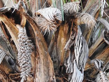 Close-up of dry leaves hanging on tree trunk in forest