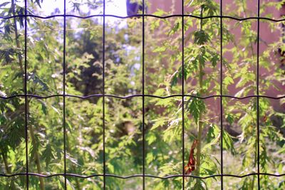 View of trees in forest