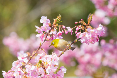 Close-up of pink cherry blossom