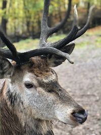 Close-up of deer on field