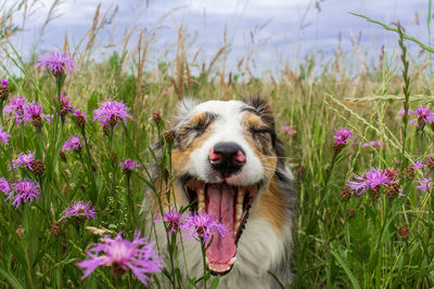 View of a dog on field