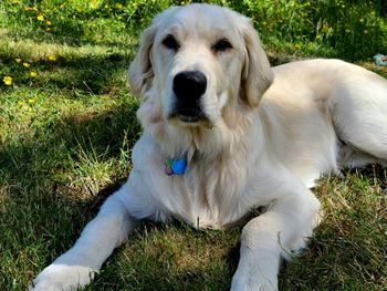View of dog sitting on grass