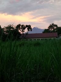 Scenic view of field against sky during sunset