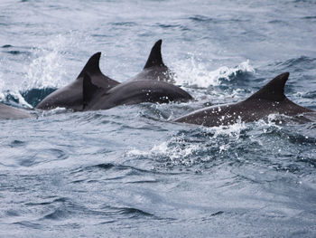 Fish swimming in sea