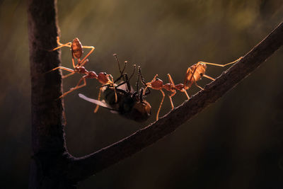 Close-up of ants on plant stem