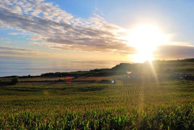 Scenic view of grassy field against sky at sunset