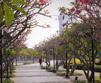 Walkway amidst trees in park