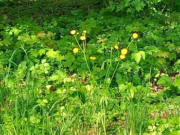 plant