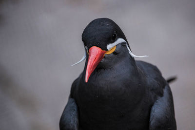 Close-up of black bird