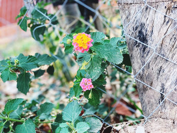 High angle view of flowering plants on land