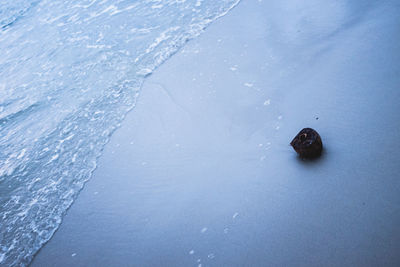 High angle view of a turtle in sea