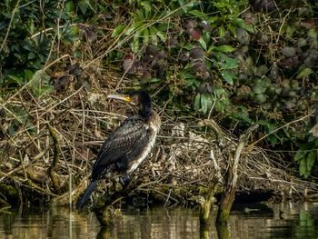 Bird in lake