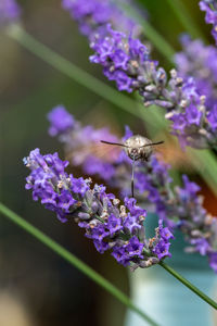 Close-up of insect on purple flowering plant