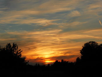 Silhouette of trees at sunset