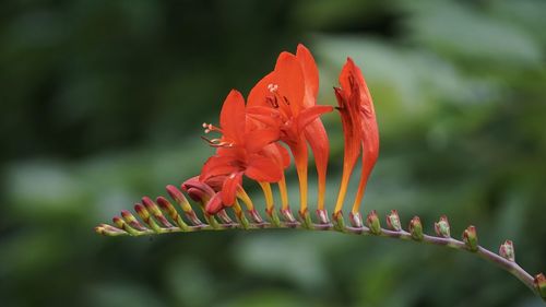 Close-up of red flowering plant