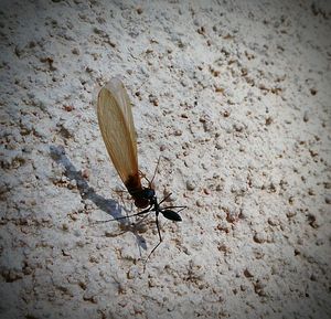 Close-up of insect on wall