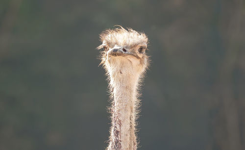 Close-up portrait of a bird