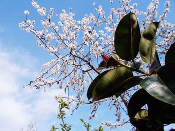 Low angle view of cherry blossoms against sky