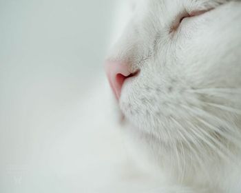 Close-up of a cat over white background