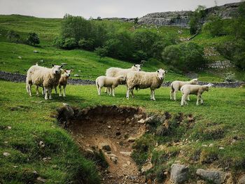 Sheep in a field