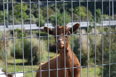 Portrait of giraffe in cage at zoo