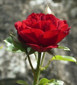 Close-up of red rose blooming outdoors