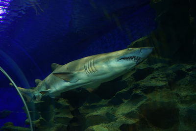 Close-up of fish swimming in sea