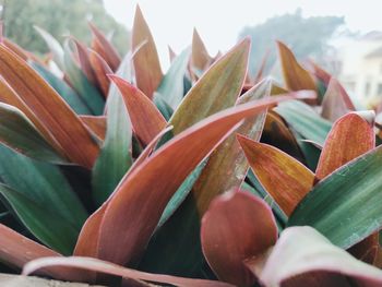 Close-up of succulent plant leaves