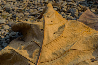 High angle view of dry leaves on wood