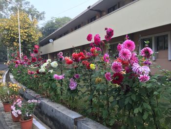 Pink flowers blooming by house against sky