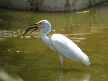 White duck in a lake