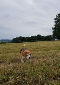 Dog in a field