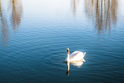 Mute swan gliding across a lake at dawn. photography taken