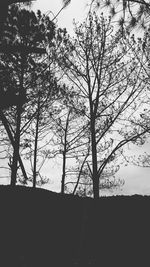 Bare trees against sky