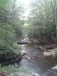 River flowing through forest