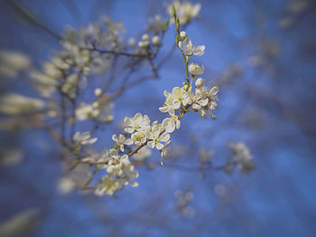 Close-up of cherry blossom tree