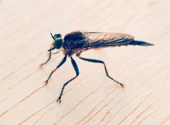 Close-up of insect on wood