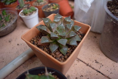 High angle view of potted plant on table