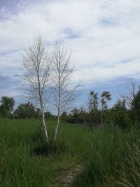 Plants growing on field against sky