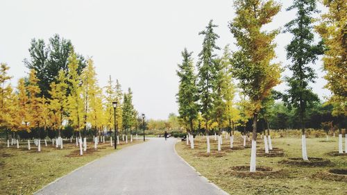 Trees in cemetery against clear sky