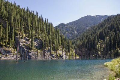 Scenic view of lake by trees against sky